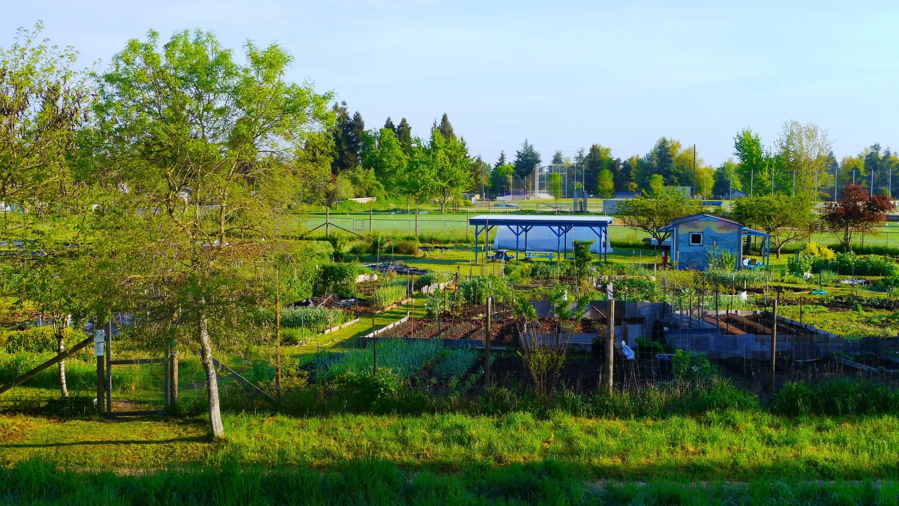 Rows of planted garden beds and a shared shelter at a neighborhood garden